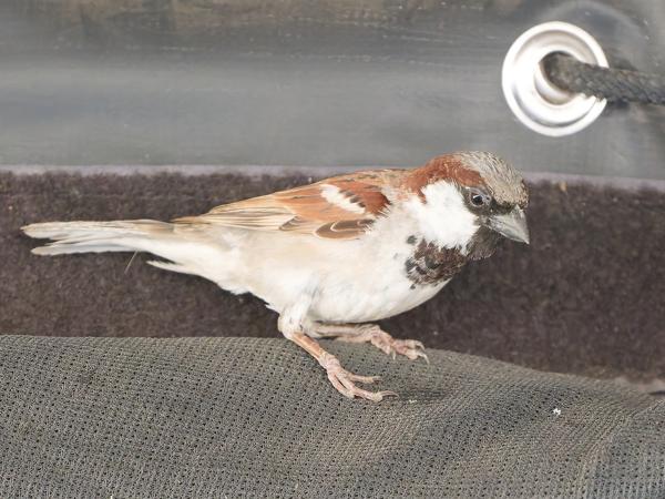 <h3><a href="/trips/tanzania/biota/animalia/chordata/aves/040 passeriformes/113 passeridae/passer domesticus/passer domesticus-nl.html">Passer&nbsp;domesticus</a> / House&nbsp;sparrow / Huismus</h3>OM-1 Mark II met OLYMPUS M.150-400mm F4.5, 1/640 sec  bij F4.5, ISO 10000, afstand 4.51&nbsp;m